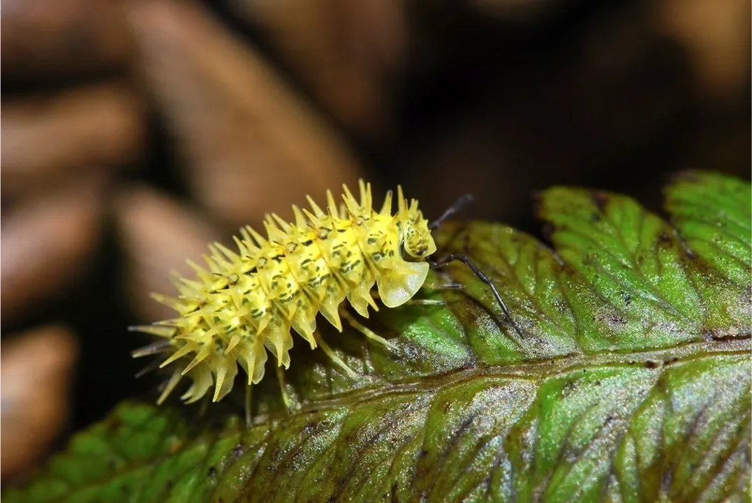 A closeup of a Spiky Yellow Woodlouse on a leaf.